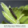 brenthis daphne daghestan larva l2